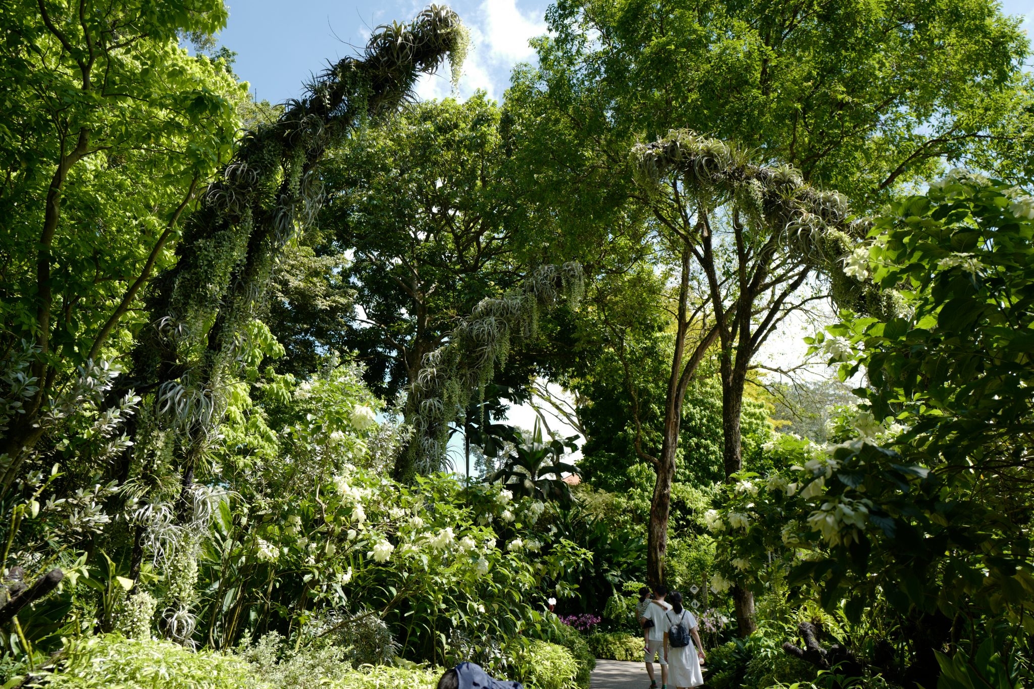 A Week in Singapore Visiting Hawker Centres, Singapore Botanic