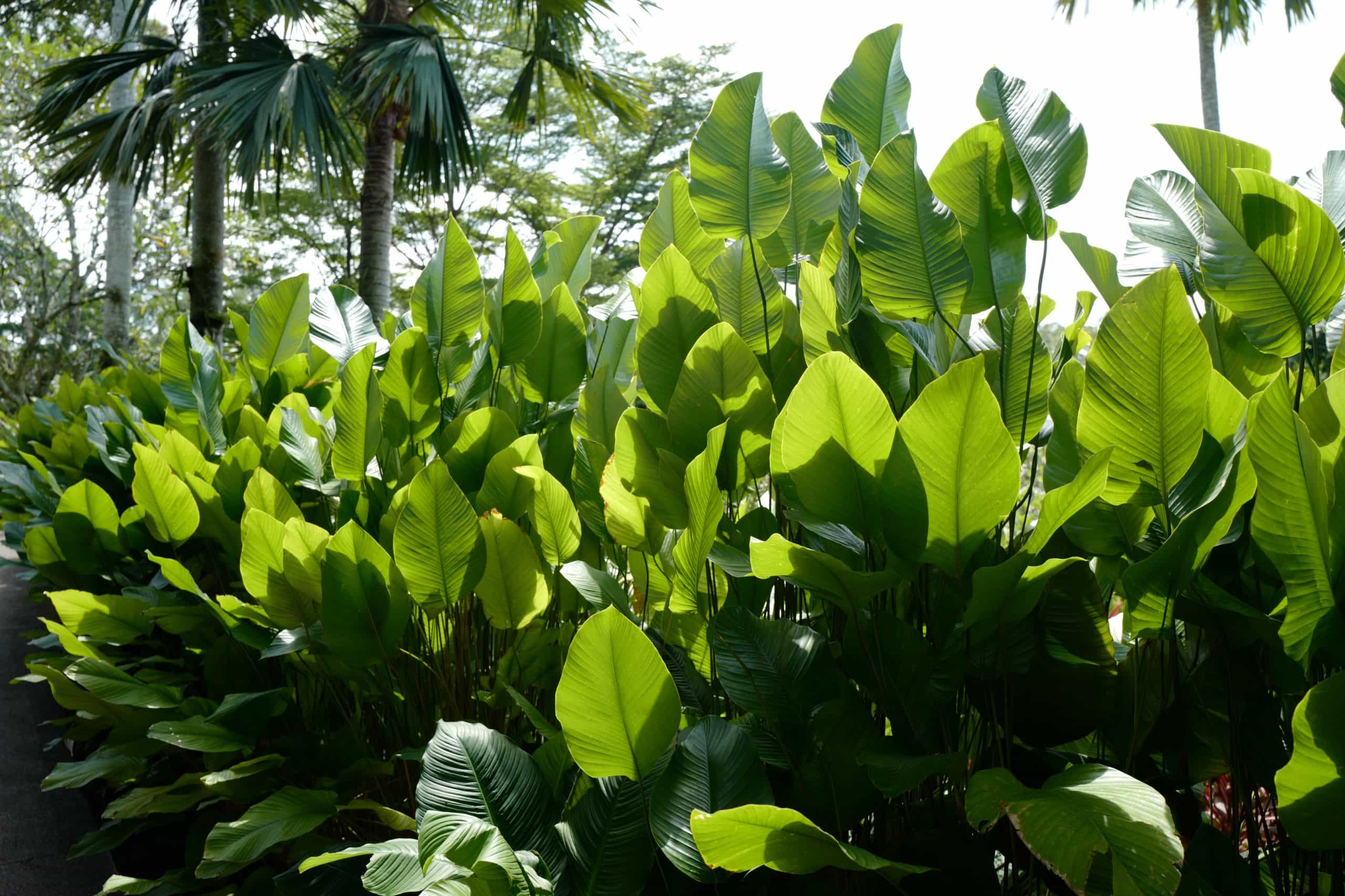 A Week in Singapore Visiting Hawker Centres, Singapore Botanic