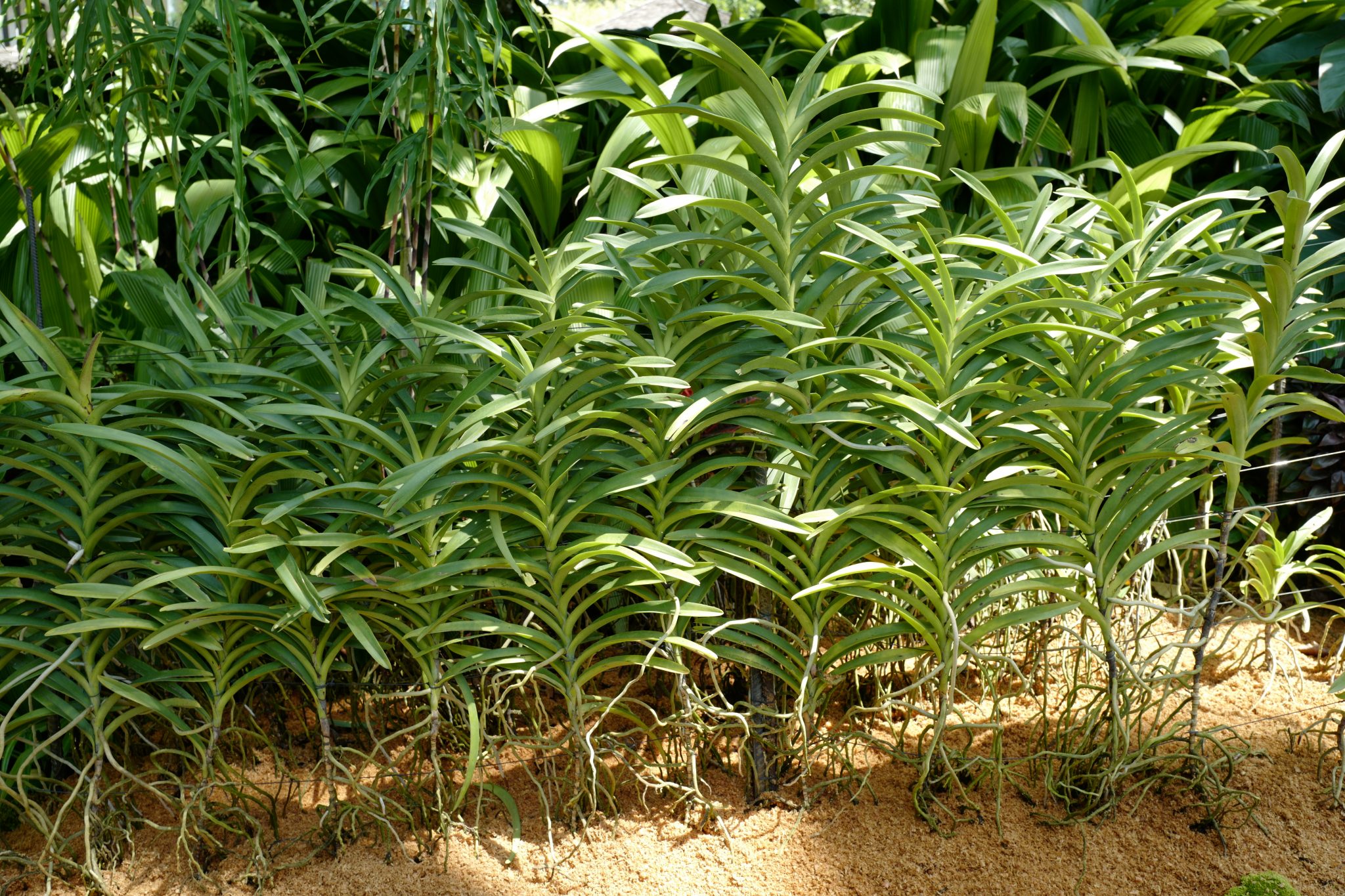 A Week in Singapore Visiting Hawker Centres, Singapore Botanic