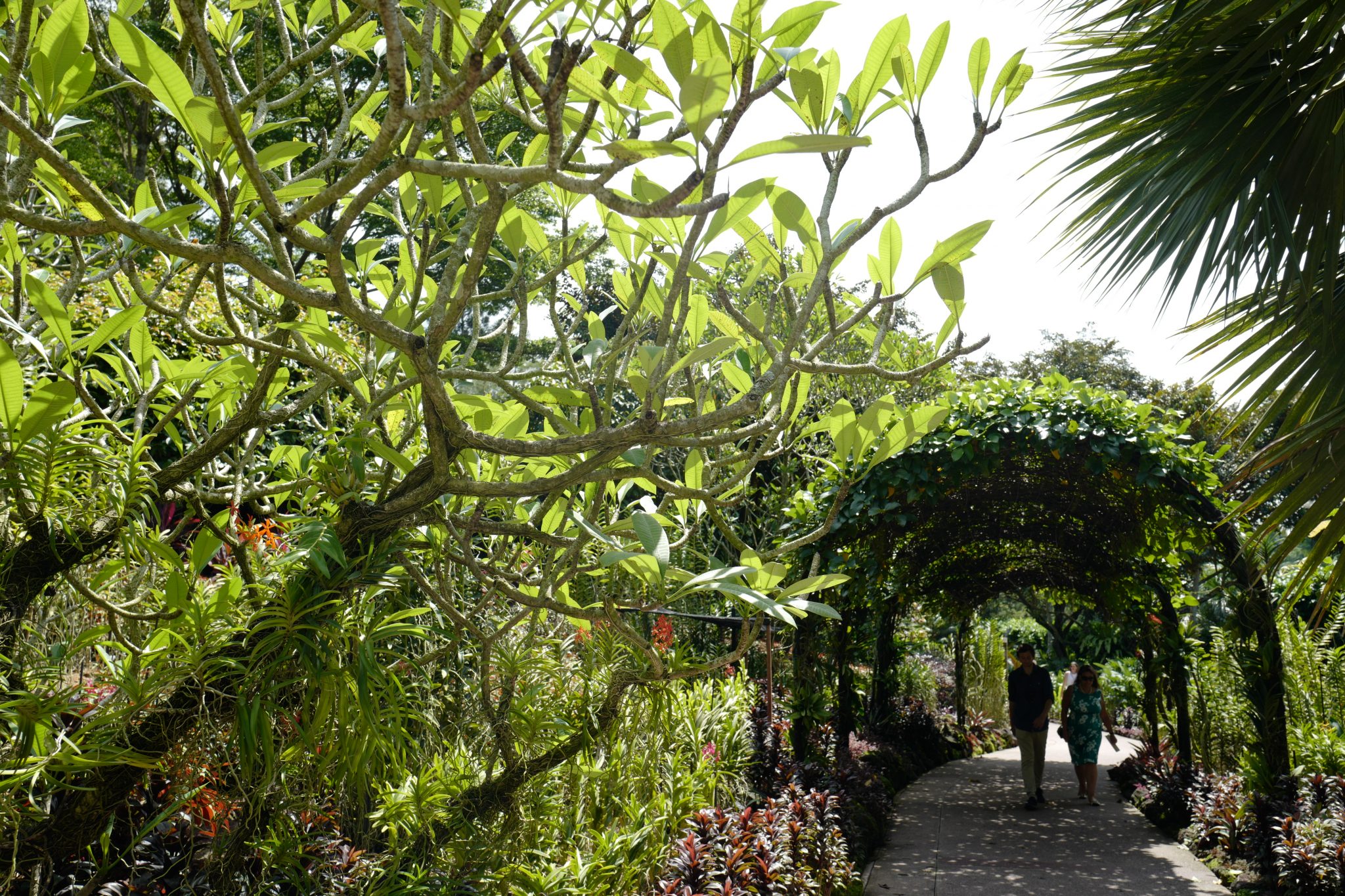 A Week in Singapore Visiting Hawker Centres, Singapore Botanic