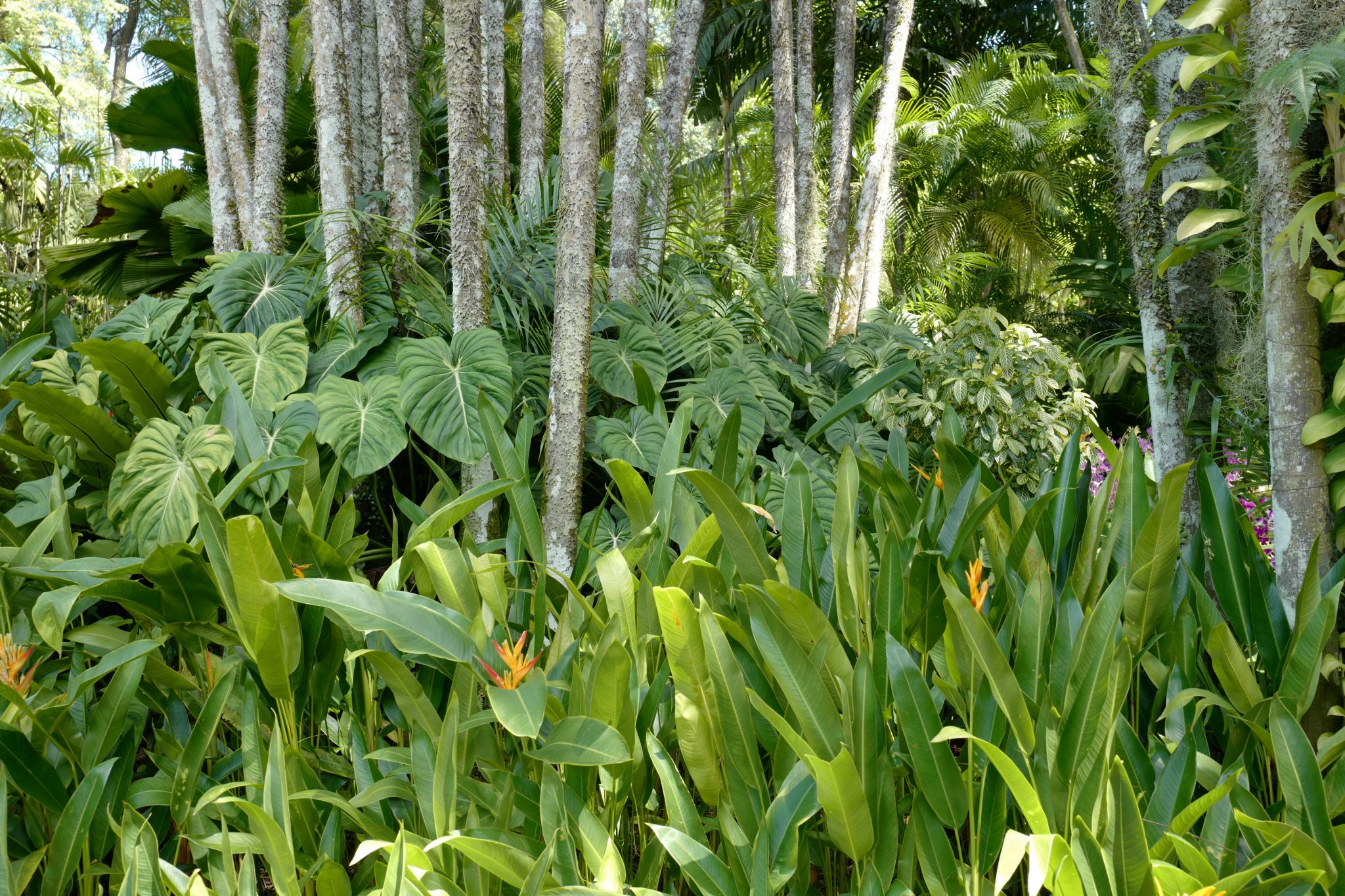 A Week in Singapore Visiting Hawker Centres, Singapore Botanic