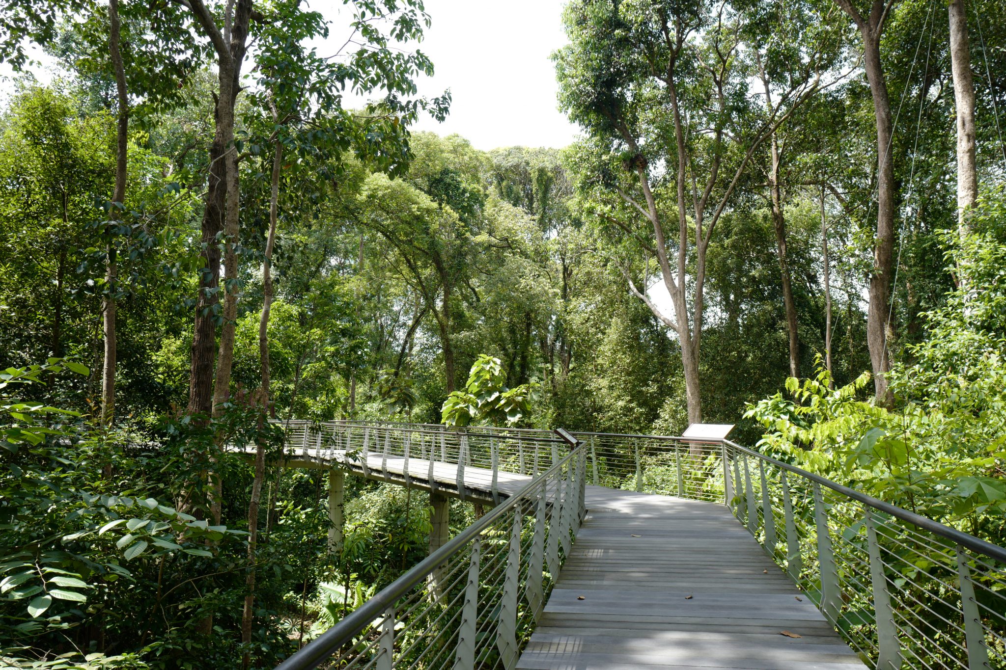 A Week in Singapore Visiting Hawker Centres, Singapore Botanic