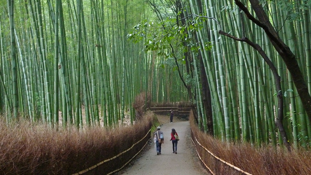 Arashiyama (嵐山) Tenryūji (天龍寺) Temple, Garden, and Bamboo Grove