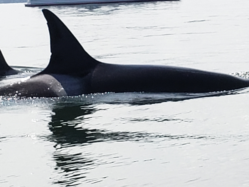 Home R & R Charters R&R Fishing Charters Anacortes, Washington