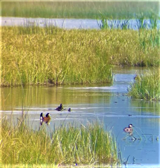 Red Rock Lakes NWR Randy Brown's Madison Fisher