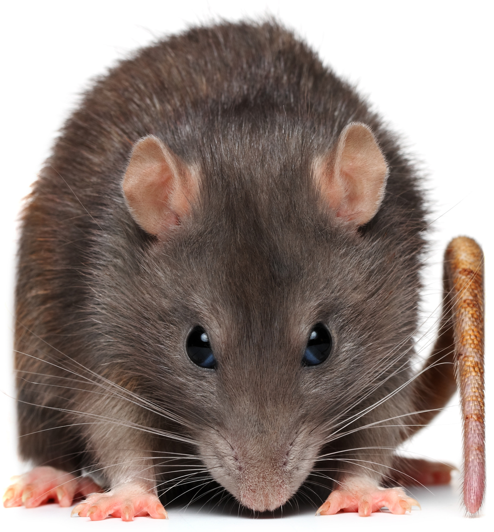 The Hour of the Rat - Randy Gage