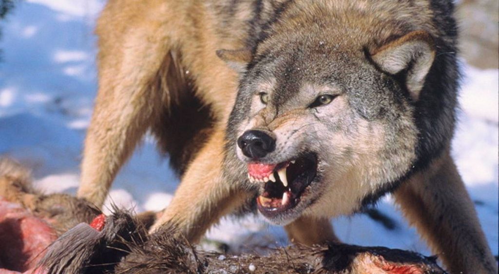 Colorado's urban liberals pushing to introduce wolves into rural