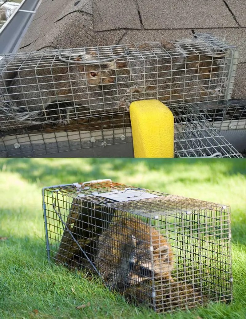 Exclusions And repairs Rangeley Pest Control Of Rangeley, Maine THE