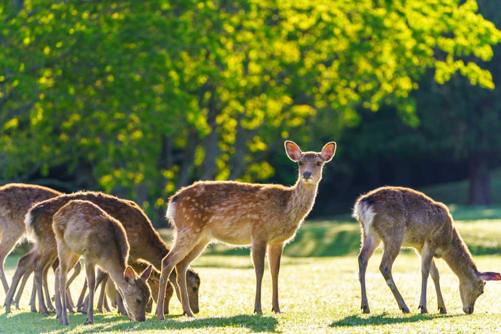 Does Deer Attractant Work Every Tiny Insight That You Need to Know