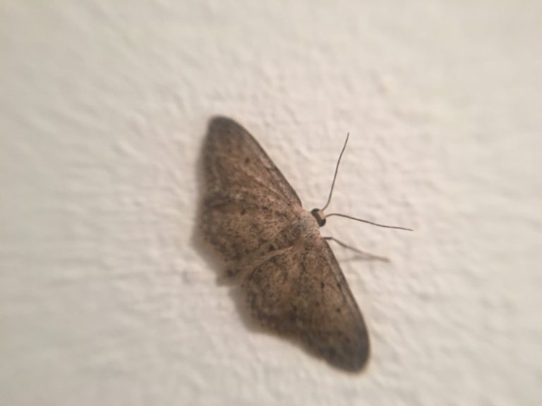 What Do Moths Eat? What Eats Your Clothes and Ways to Stop It