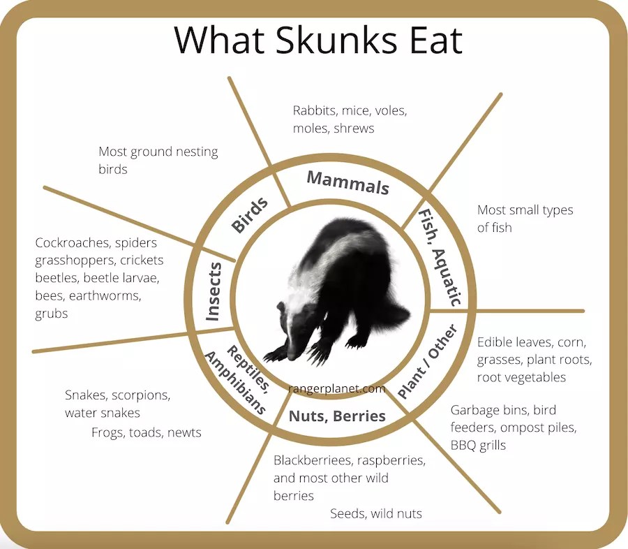 What Do Skunks Eat? The Complete List of What a Skunk Eats!