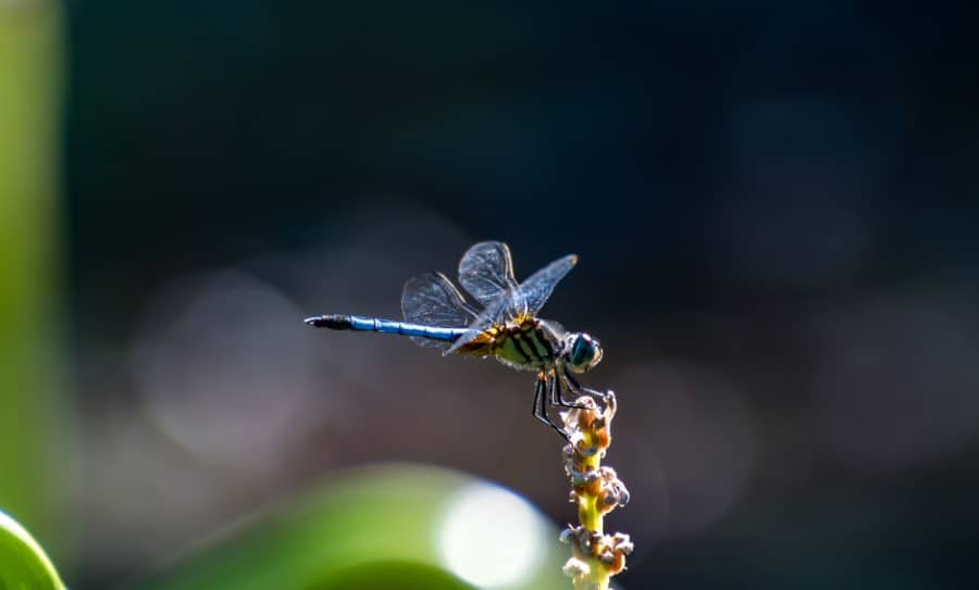 Do Dragonflies Bite? Can They Bite? a Guide, With Images