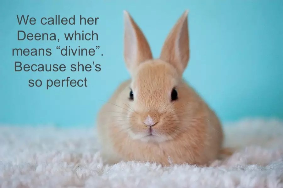 100 Cute Rabbit Names and Their Meaning, Not Just a List!