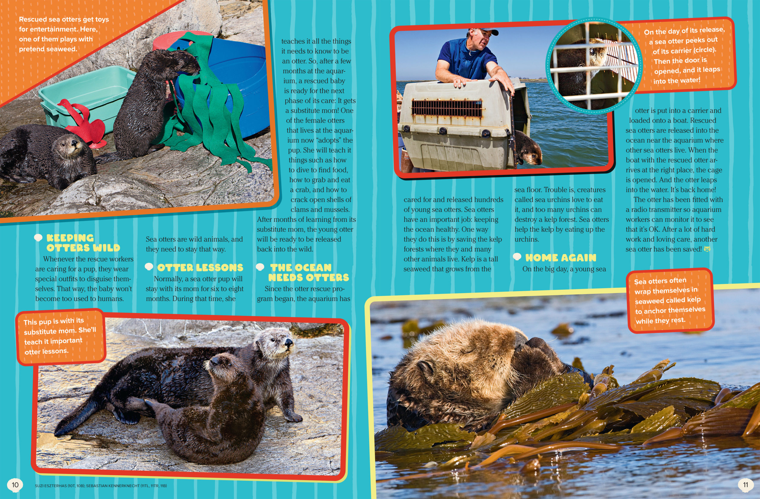 Saving Sea Otters - NWF | Ranger Rick