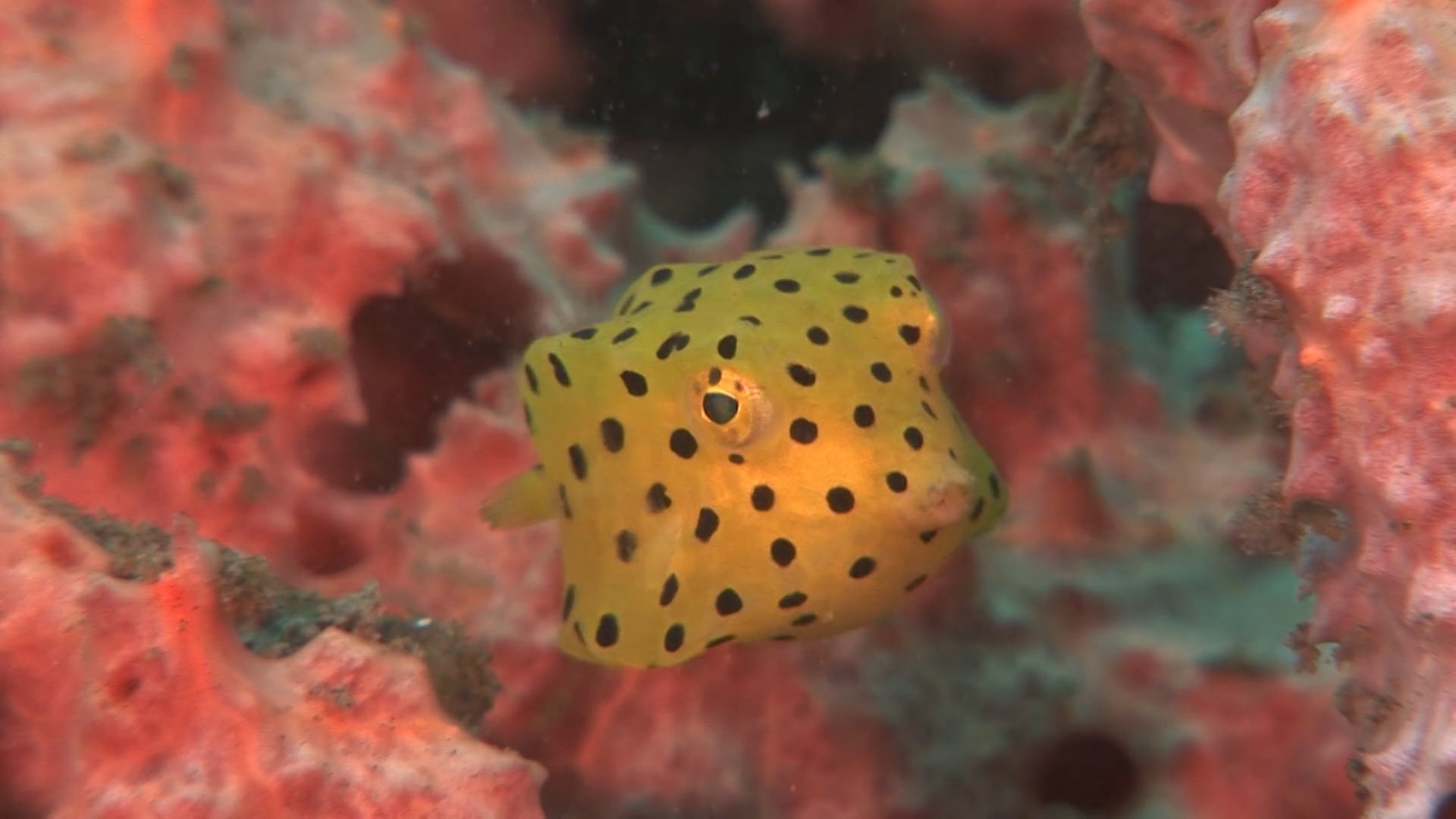 Baby Yellow Boxfish NWF Ranger Rick