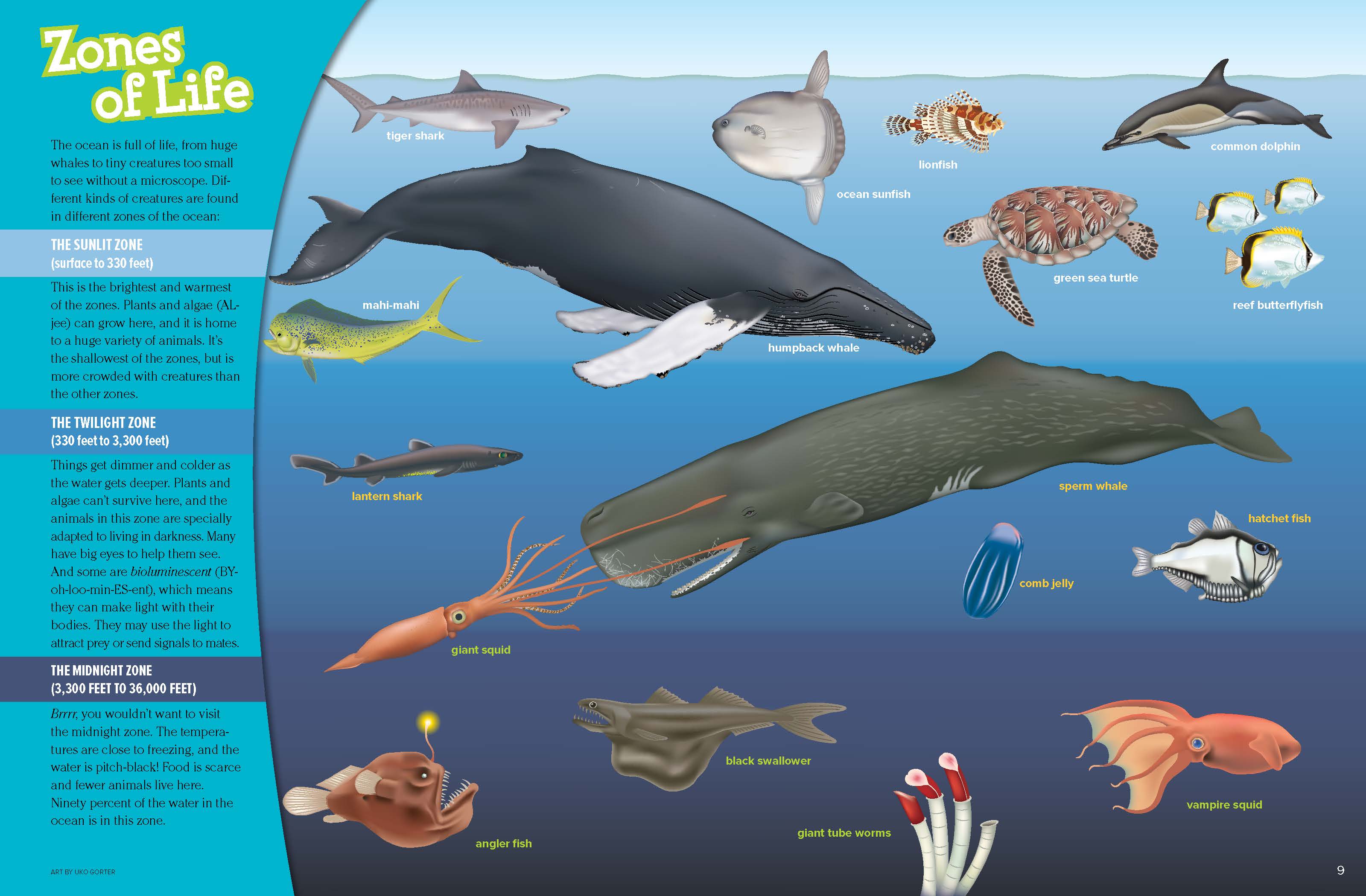 The Ocean - NWF | Ranger Rick