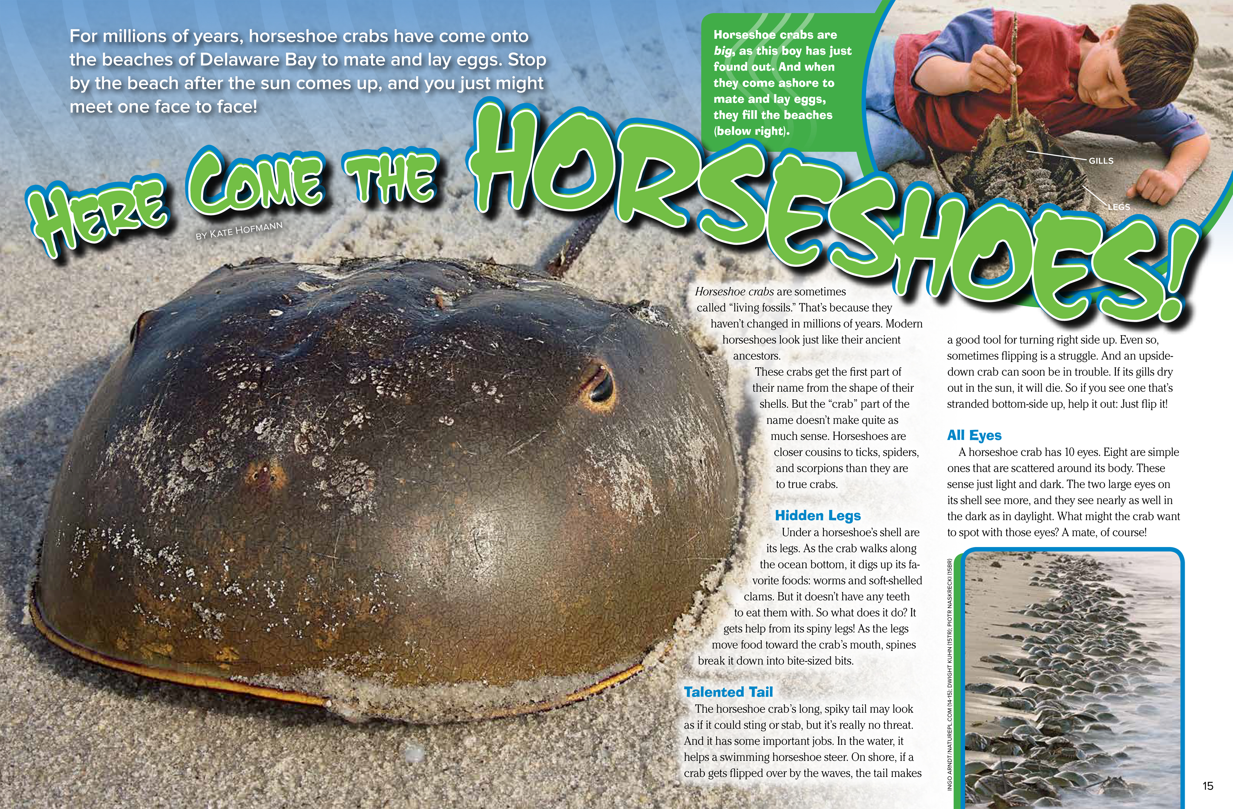 40+ Best Collections Horseshoe Crab Eyes Charmimsy