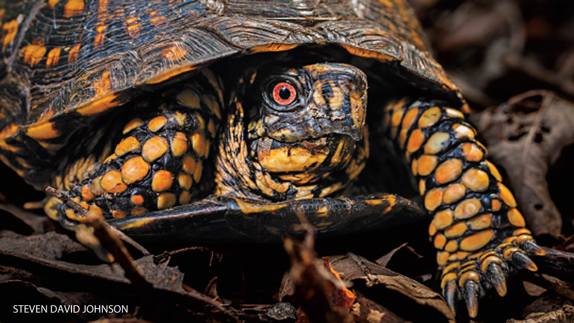 Backyard Wildlife Box Turtle NWF Ranger Rick