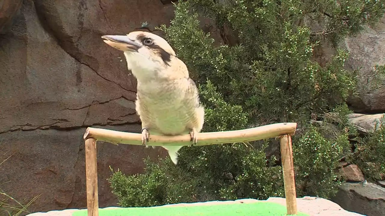What Does a Kookaburra Call Sound Like? NWF Ranger Rick