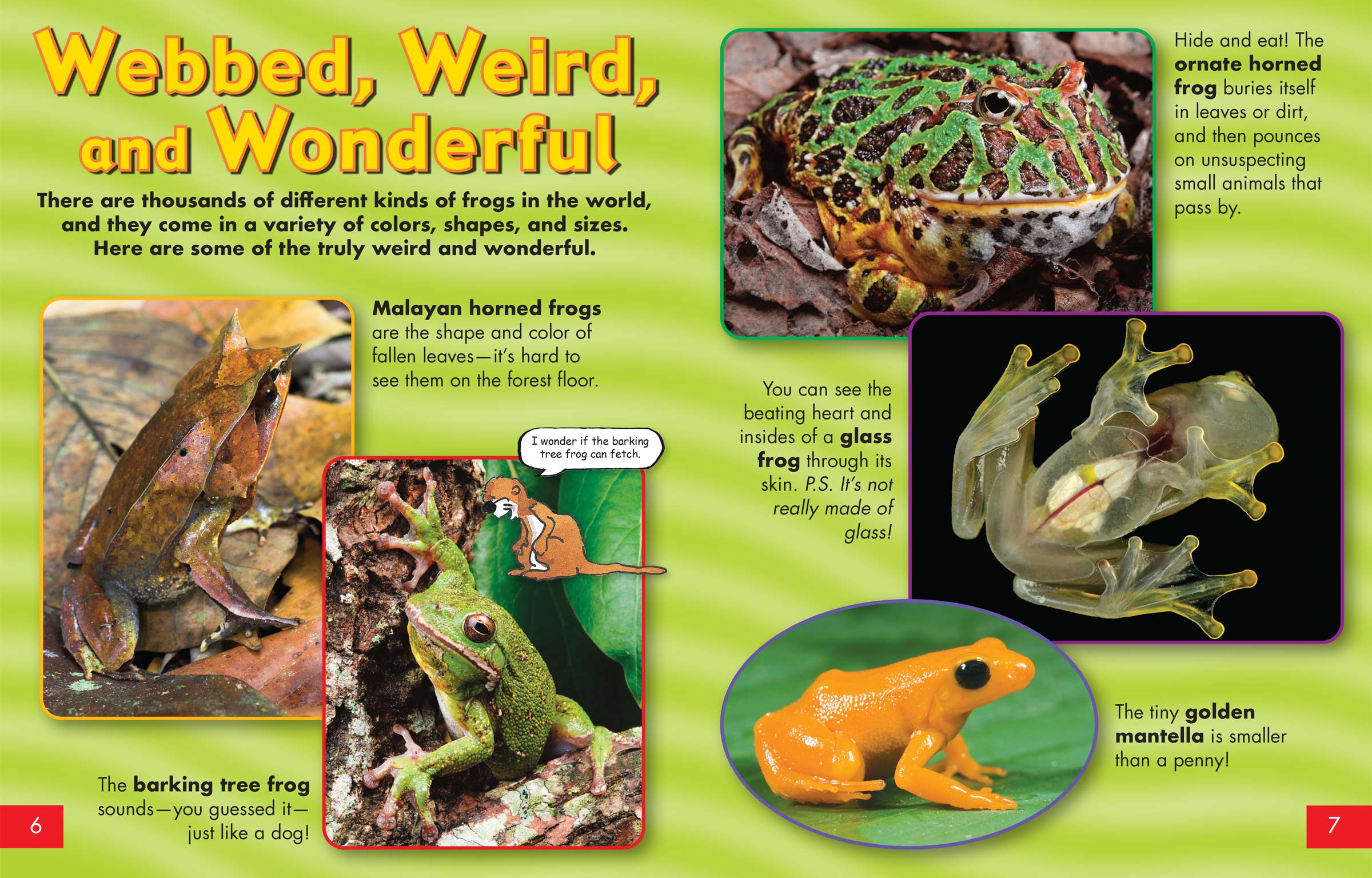 Webbed, Weird, and Wonderful NWF Ranger Rick