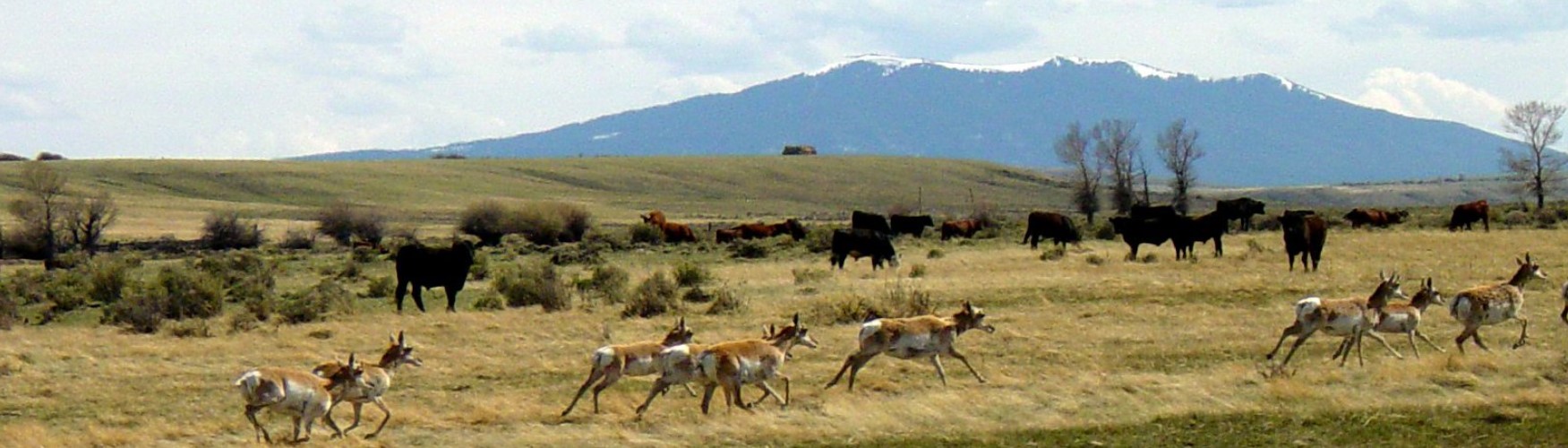 Range Animals Learn about Rangelands