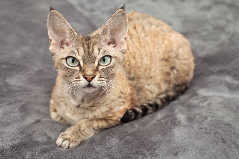 Devon rex charakterystyka i opis rasy RankingKarm.pl
