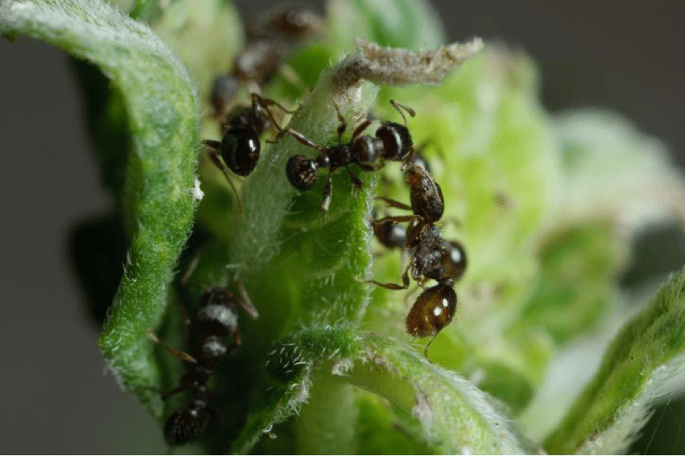 How To Detect A Pavement Ant Ransford Environmental Solutions