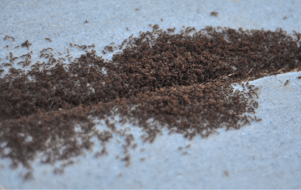 What Are Pavement Ants? Ransford Environmental Solutions