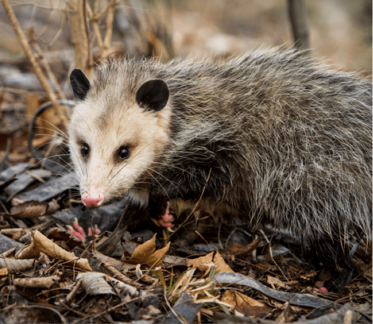 Fighting Opossums Around Your Yard Ransford Environmental Solutions