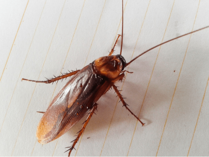 An Overview of a Big Pest Roaches Ransford Environmental Solutions