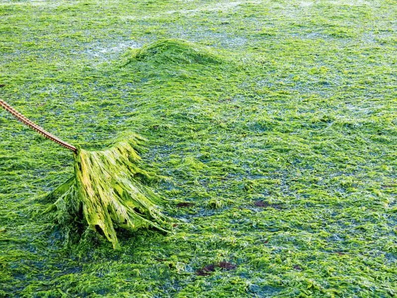 Algal Mat Removal RaNTrans Rapid Reduction of Nutrients in