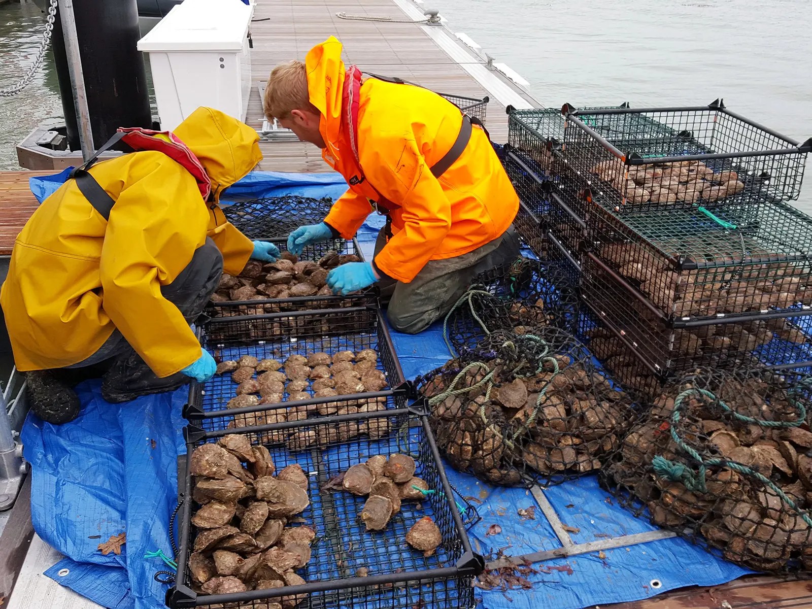 Oyster farming RaNTrans Rapid Reduction of Nutrients in Transitional