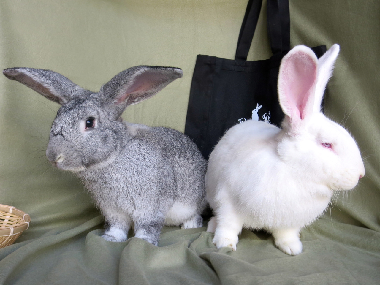 bonded pair of rabbits Rants of a Rabbit Rescuer
