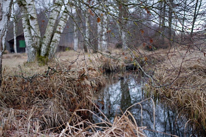 Kleiner Bach fliesst in einen Wald hinein