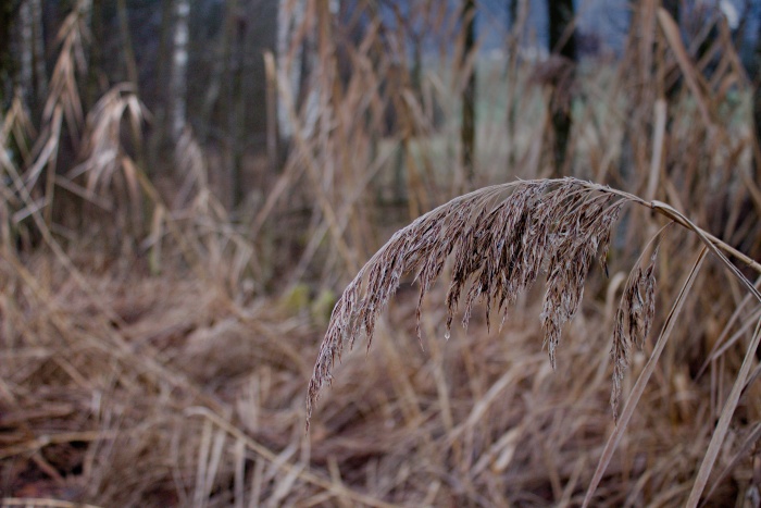 Schilf in einem Naturschutzgebiet