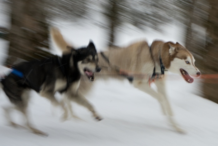 Schlittenhunderennen im Wald in Kandersteg