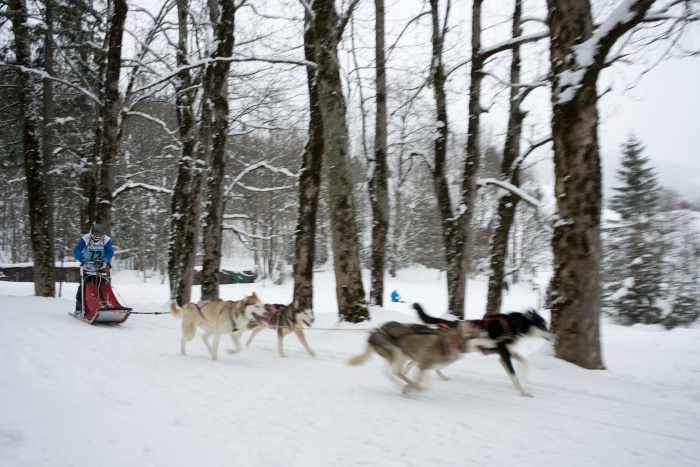 Schlittenhunderennen im Wald in Kandersteg