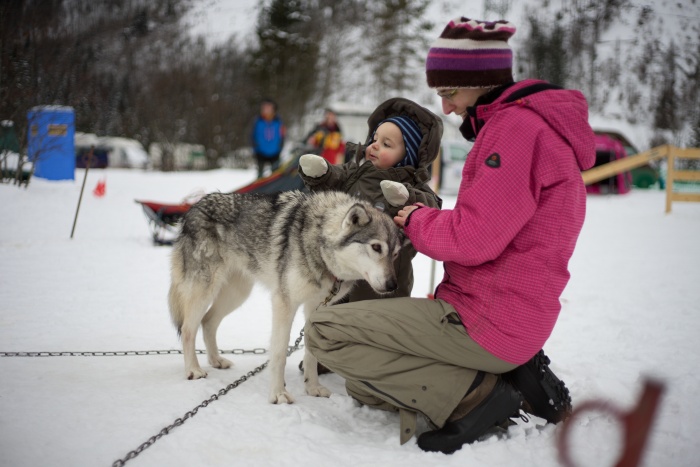 Schlittenhunderennen in Kandersteg