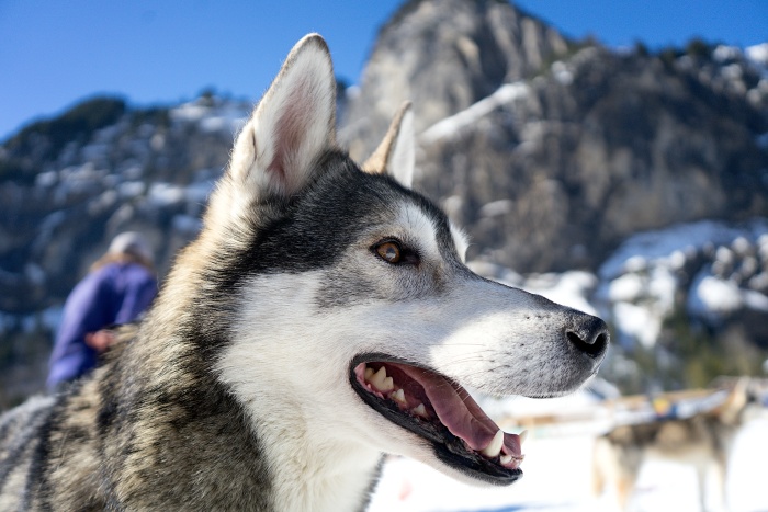 Warmer und sonniger Sonntag am Schlittenhunderennen in Kandersteg