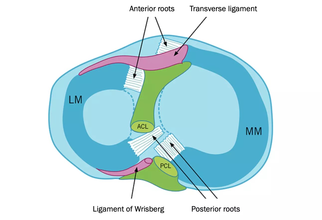 Meniscus Injury Rapid Physiocare