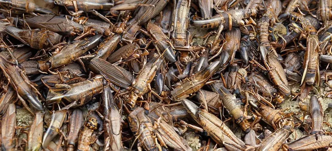 How To Get Rid Of Crickets Rapid Restoration Recovery Inc