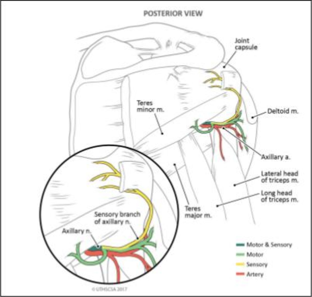 Quantitative analysis of the distal, lateral, and posterior articular
