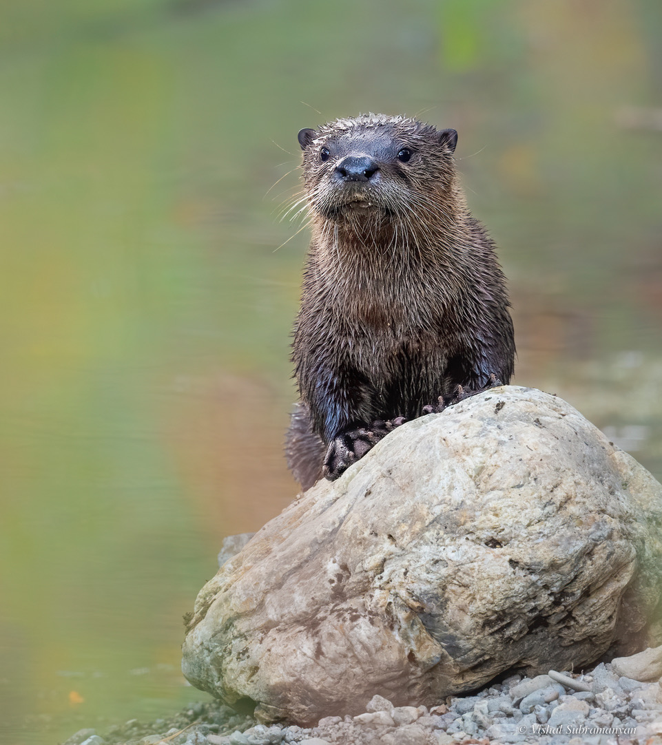 River Otters Carry Anticoagulant Residue Raptors Are the Solution