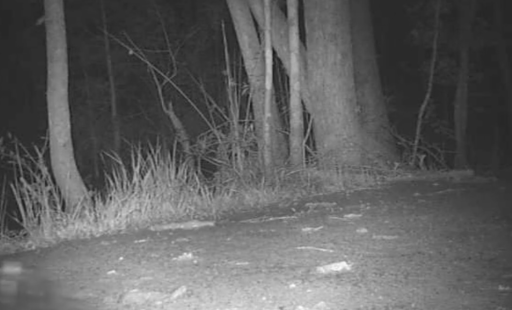 Huge Wild Alligator Caught on Night Cam on Trail Rare