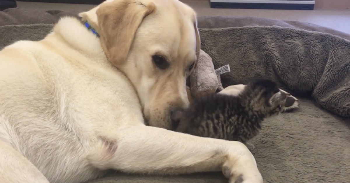 Dog and cat friends at a UK animal shelter Rare