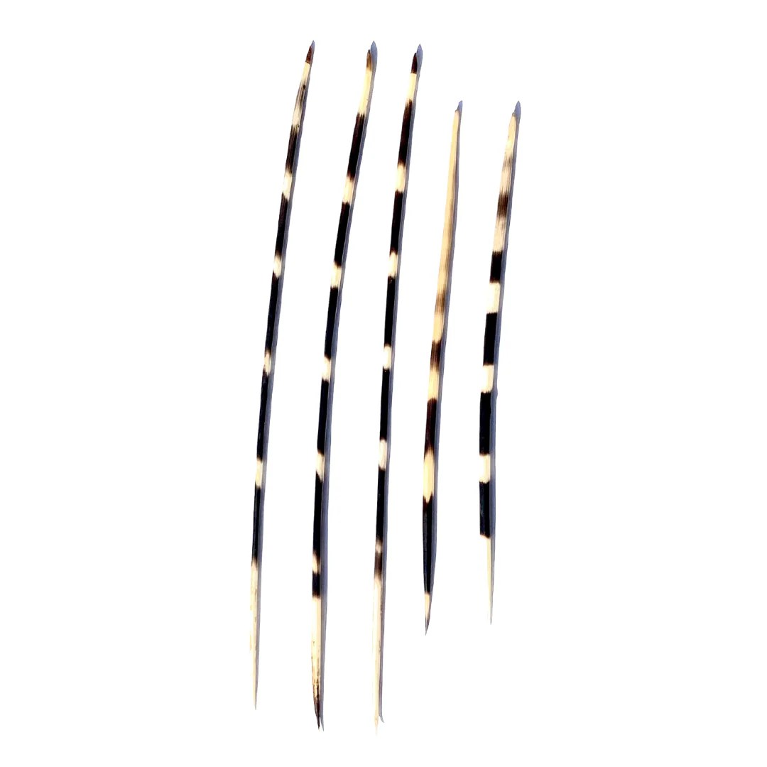 African Porcupine Quills Rare Divinity