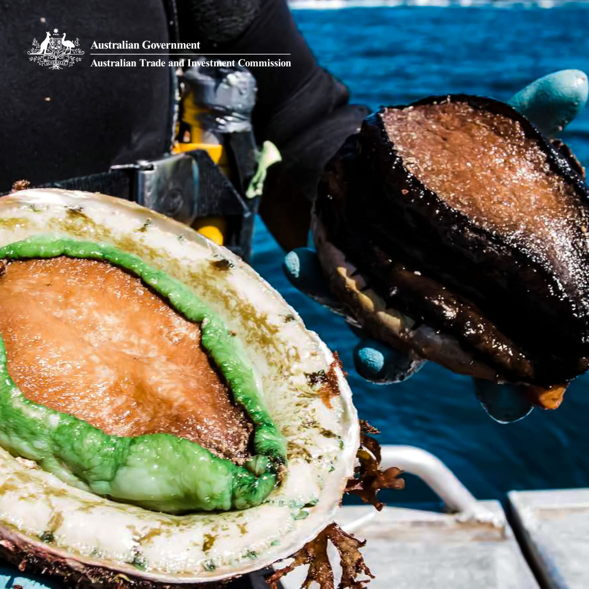 A Culinary Taste of The Sea Australian Abalone Rare Foods Australia