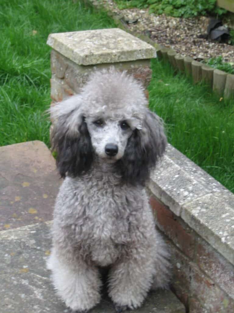 Toy Poodle Silver Beige Phantom