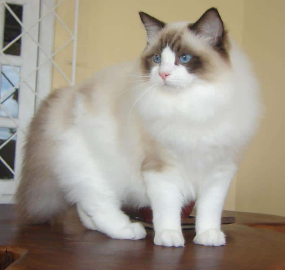 10 Most Expensive Cat Breeds Around the World