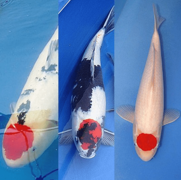 10 Most Expensive Types of Koi Fish in the World